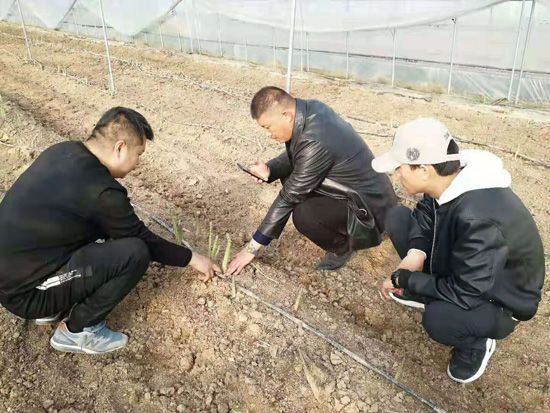 來(lái)自河南、山東、新疆的客人在種植園考察
