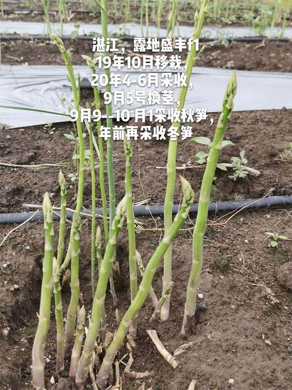 去年10月種植，現(xiàn)在開(kāi)始第二次采收