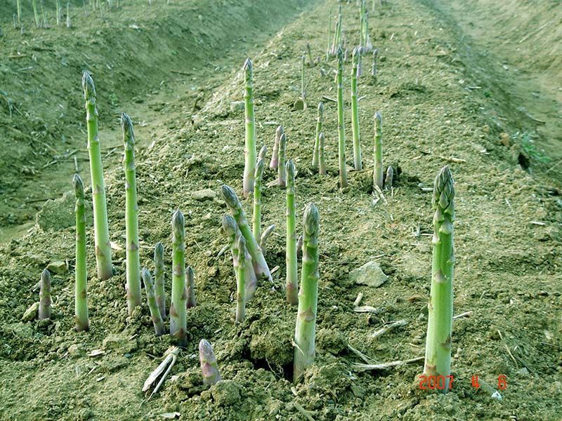 蘆筍栽植深度有要求嗎？